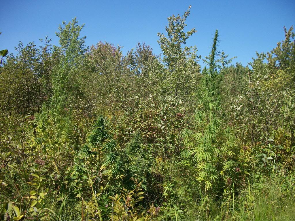 lateaugust2010172.jpg