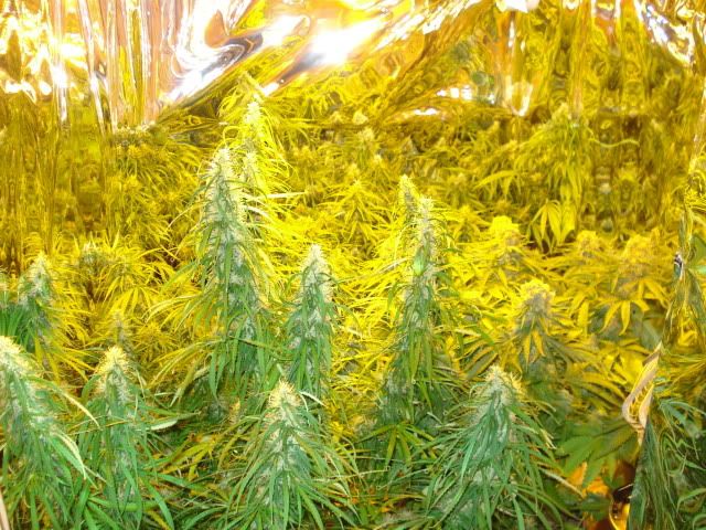 TSSLifeofPlant031.jpg