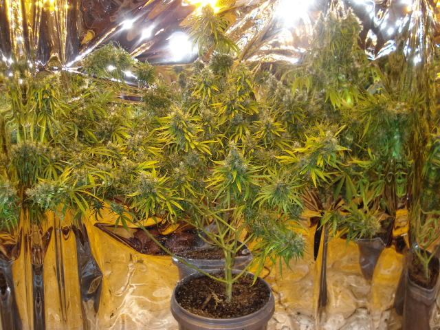 TSSLifeofPlant037.jpg