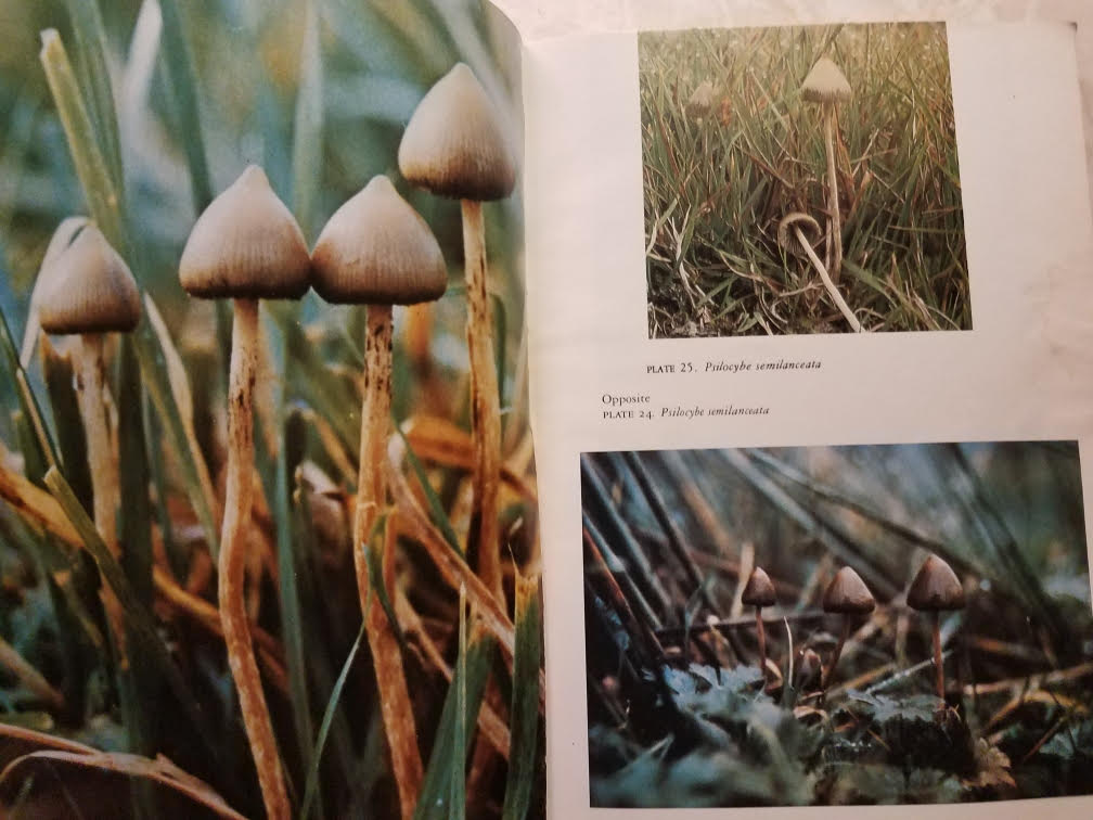 mushroom3.jpg
