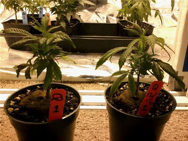 1-20Querkle.jpg
