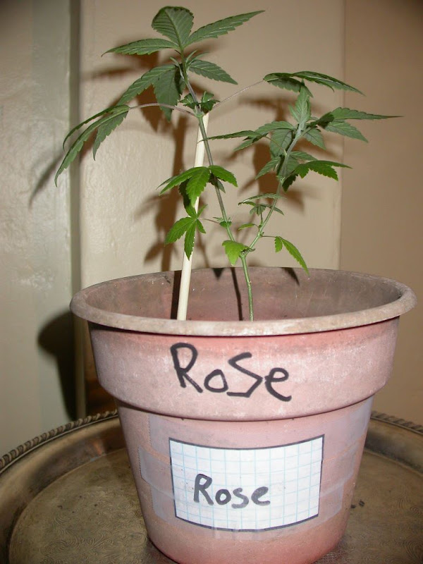 rose2.JPG