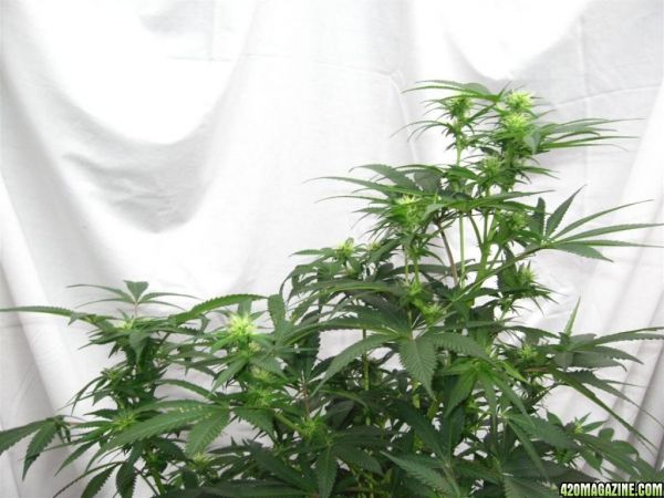 BB_CC_Grow_Update_Sep_13_15_.jpg