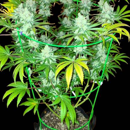 growdiaries.com