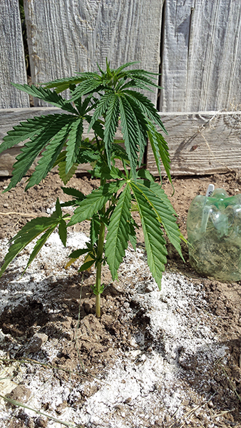 plant16.jpg