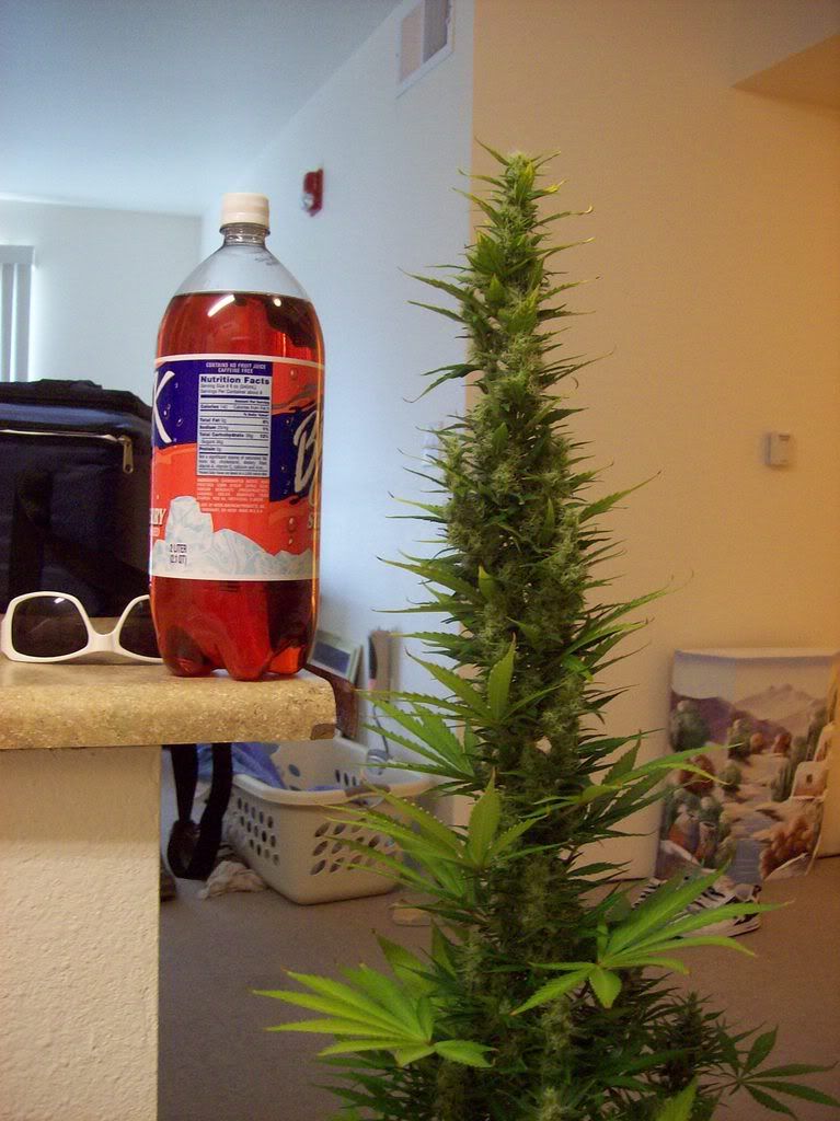 000_0007-2.jpg