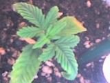 09-04-07_1831.jpg