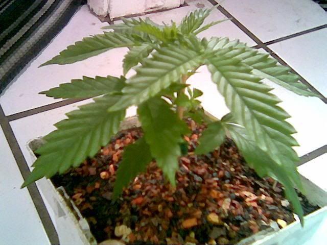 bud2.jpg