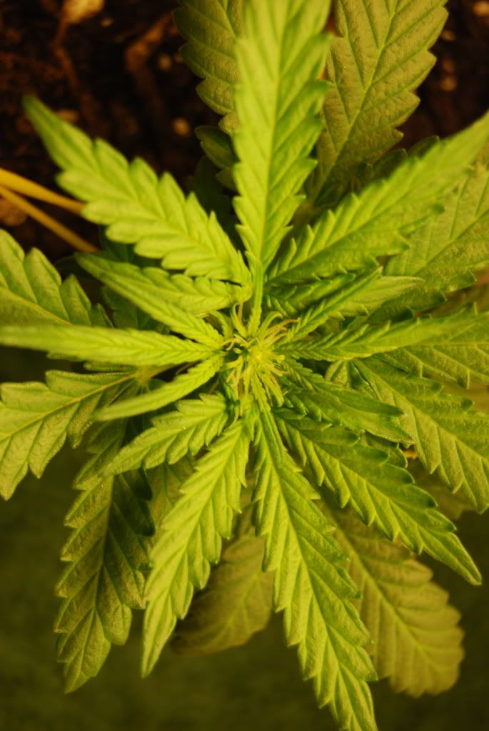 weed38003.jpg