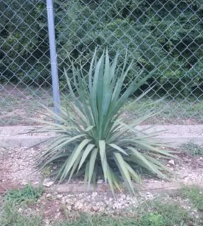 Pyucca2.jpg