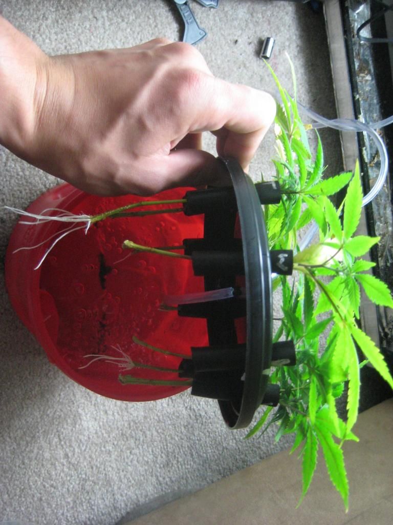 12atendaysroots_zps39c8187a.jpg