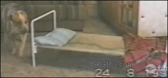 x3FOVUAZqgCoo.gif