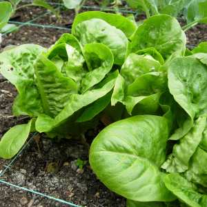 lettuce-harvest.jpg