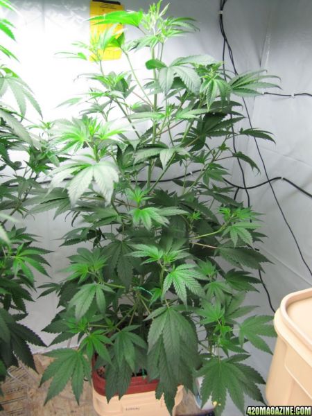 kushberry1.jpg