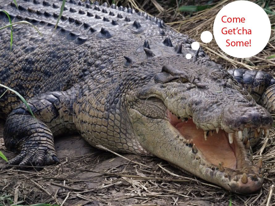 SaltCroc.jpg