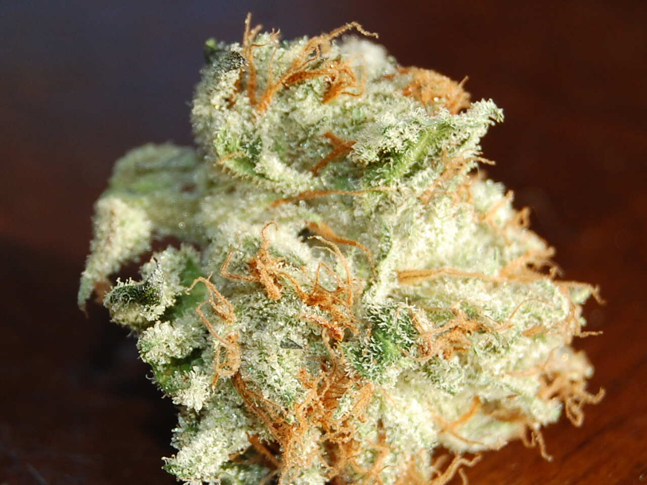 CSC-0283.jpg