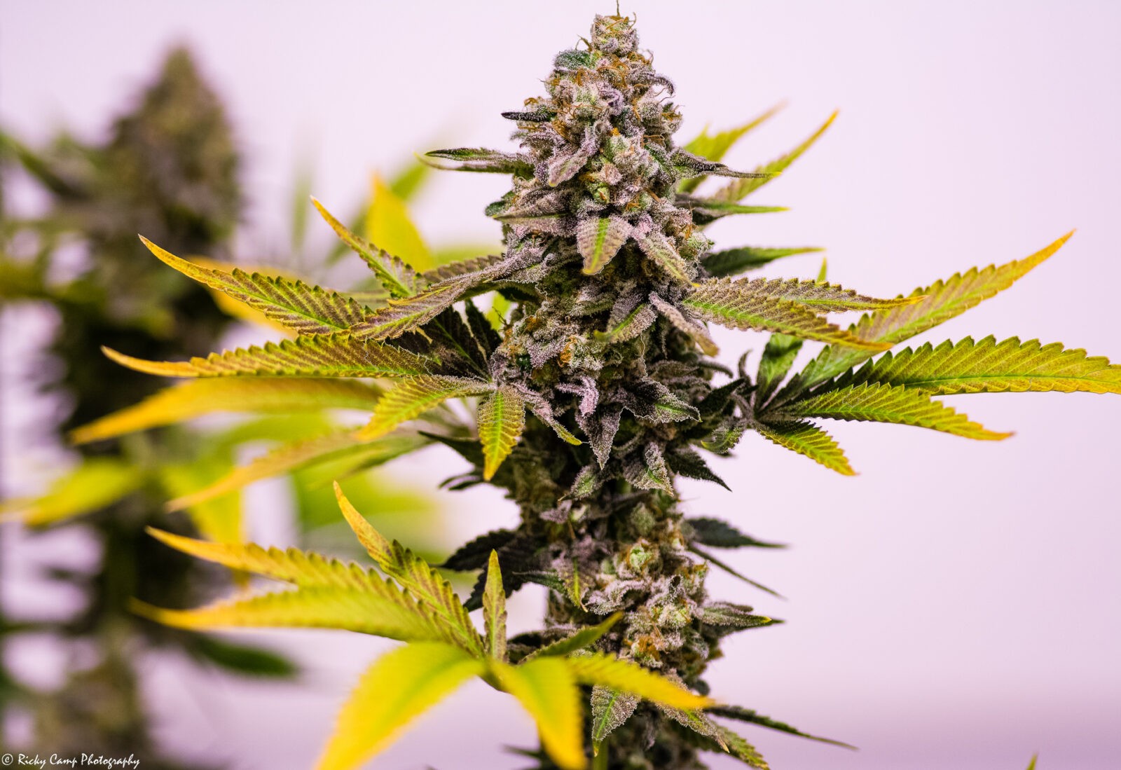 brothersgrimmseeds.com