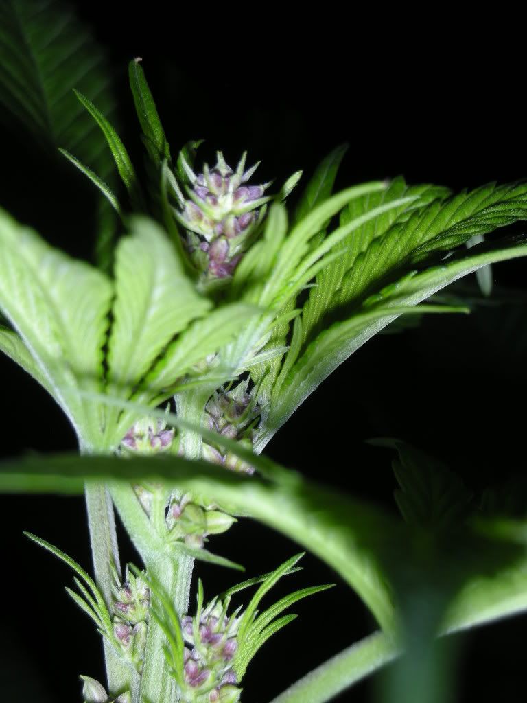 DSCN3377.jpg