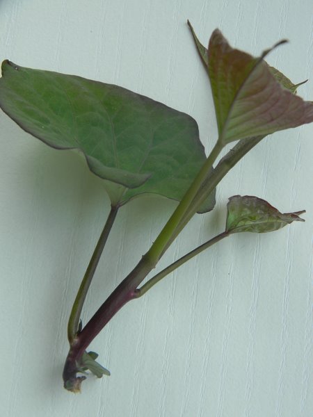 DSCN3829.JPG