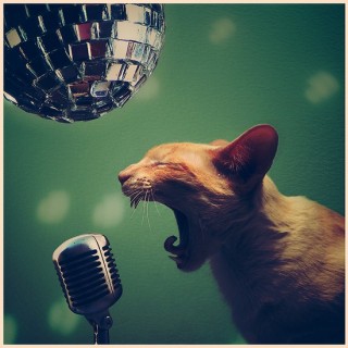 cat-320x320.jpg
