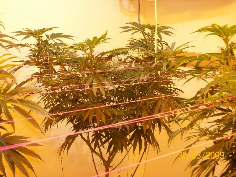 Plants135.jpg