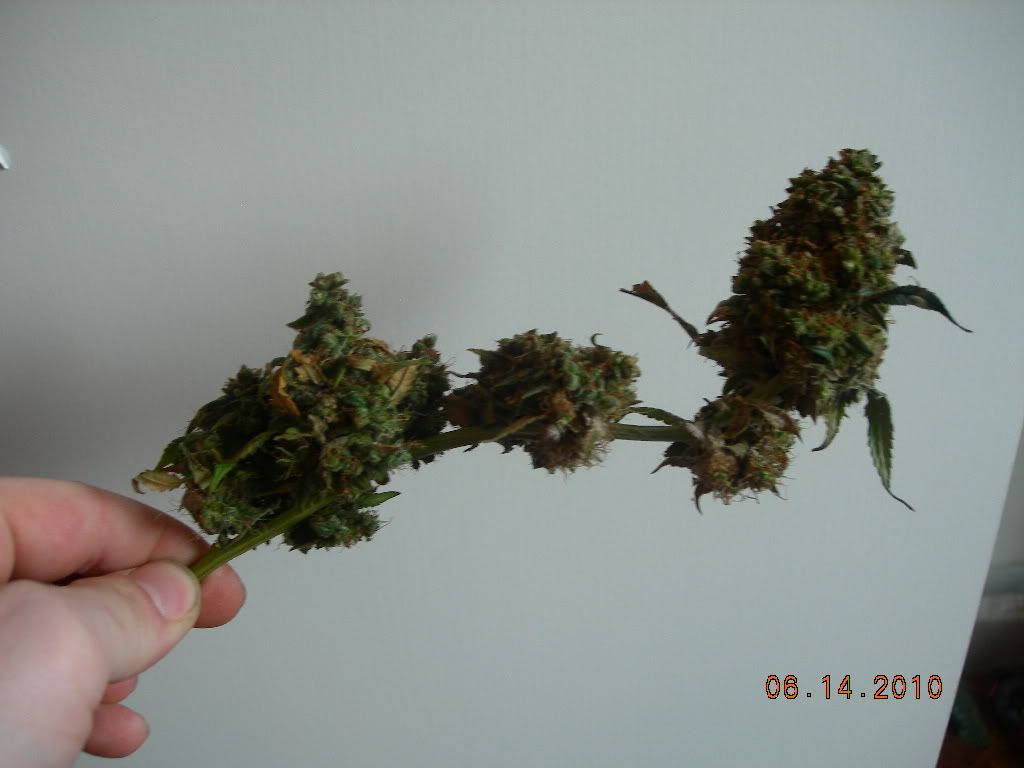 DSCN6638.jpg