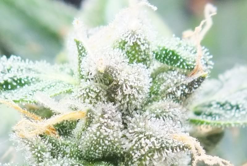 closeuptrichs.jpg