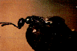 flyparisite.gif