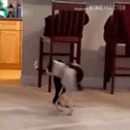 maya-chase-tail.gif