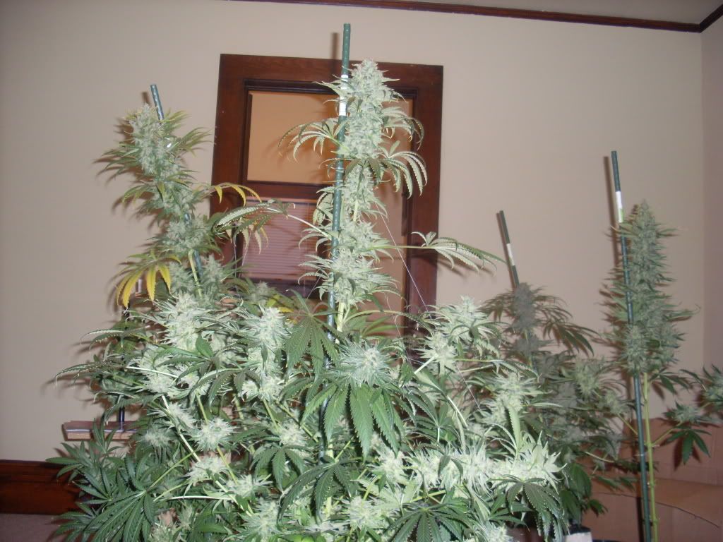 Picture294.jpg