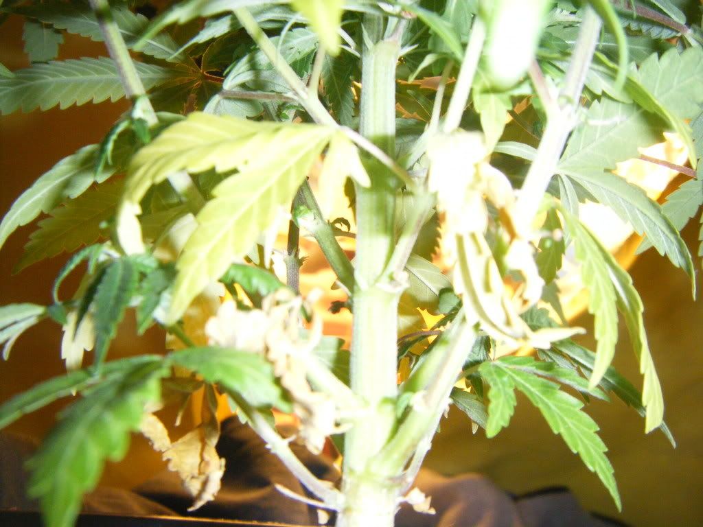 DSCF1517.jpg