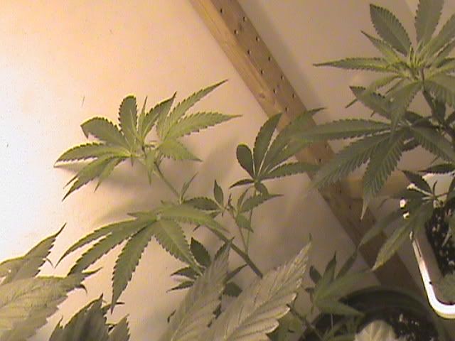 DSC01936.jpg