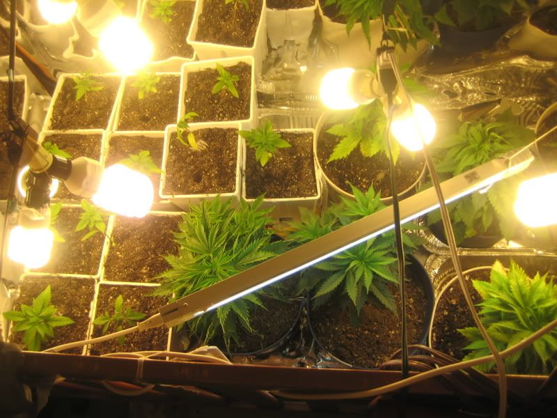 plants055.jpg