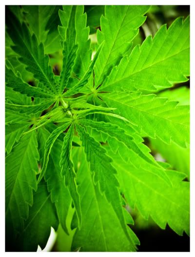 weed2.jpg