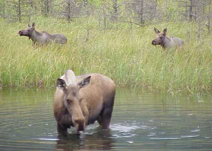 threemoose.jpg