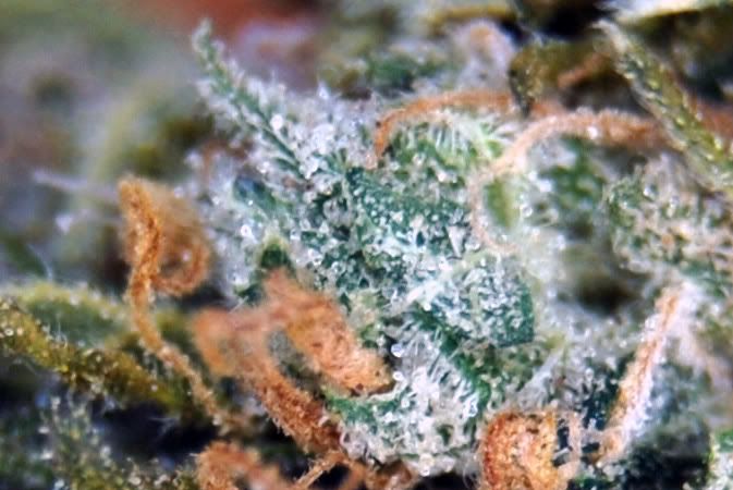 alphadawg_macro_crop_01.jpg