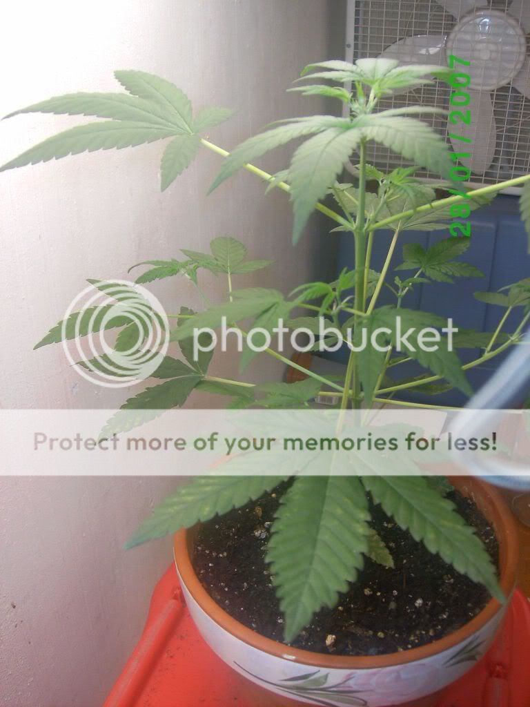 myplant006.jpg