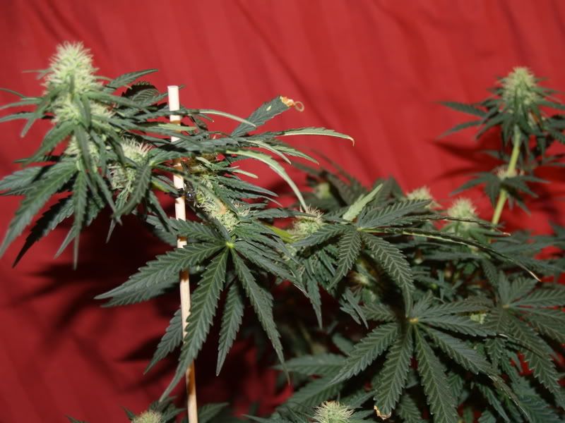 5-1-11-09colas.jpg