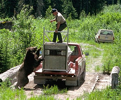 how_not_to_release_a_bear_05.jpg