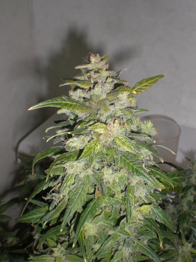 Dec1010.jpg