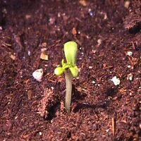 seedling16thumb.jpg