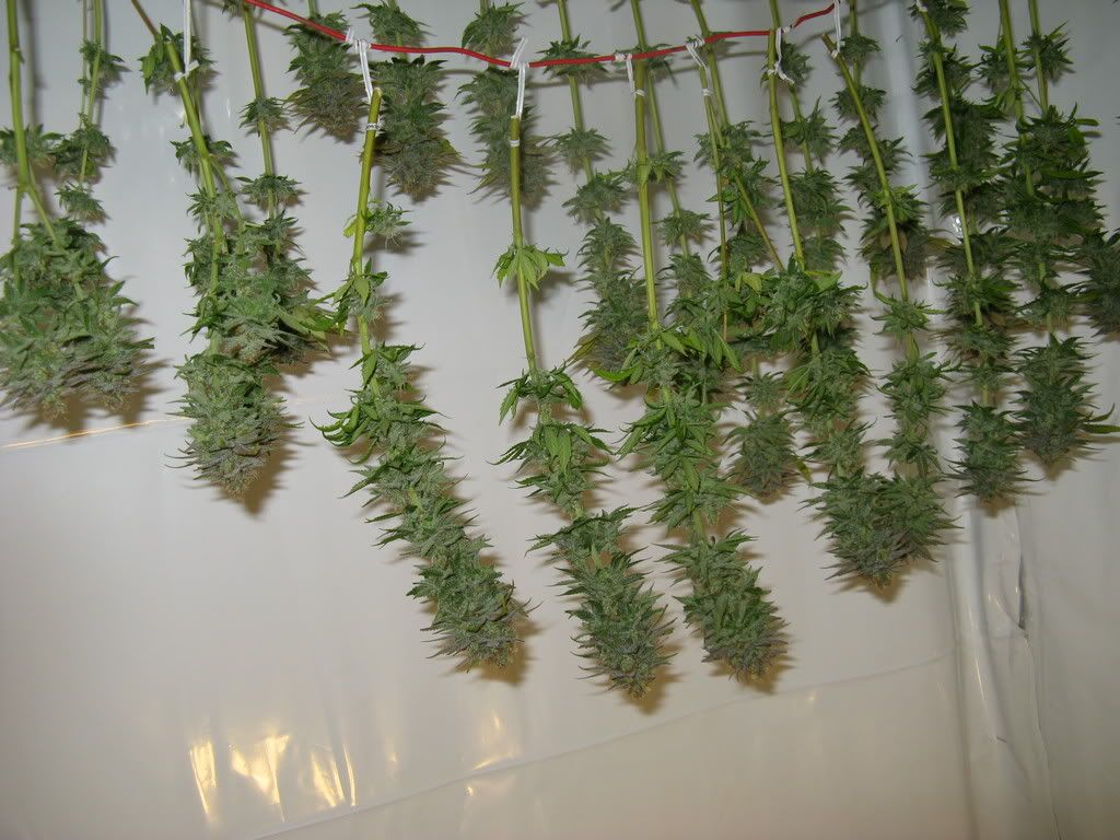 53Daysflowering008.jpg