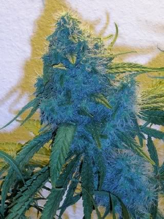 hindukush2.jpg