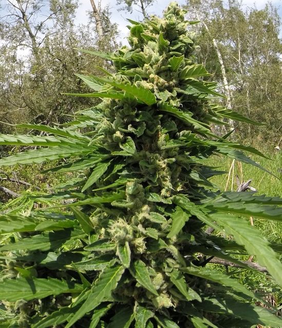 ak47_zpsxcjpxdkn.jpg