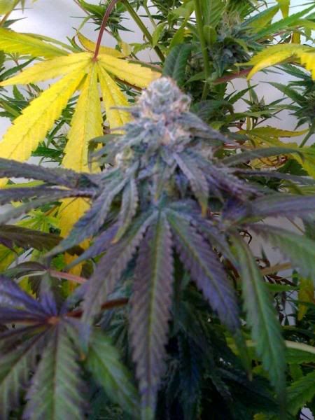 purp2.jpg