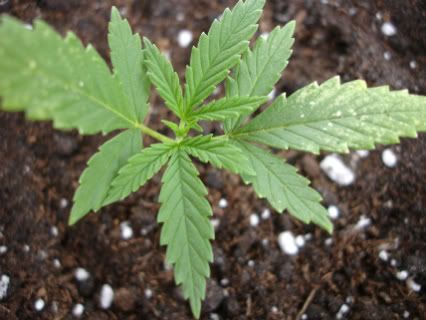 pot1-1-1.jpg