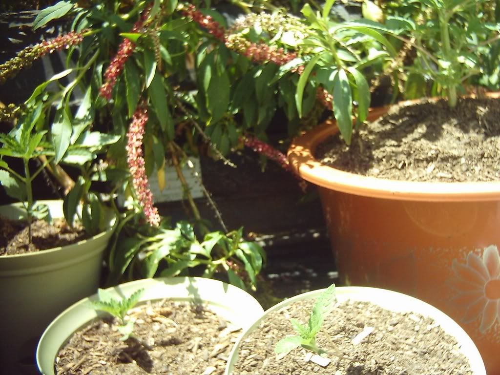 plant47-1.jpg