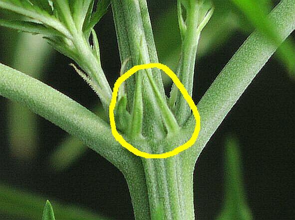 Stipules1.JPG