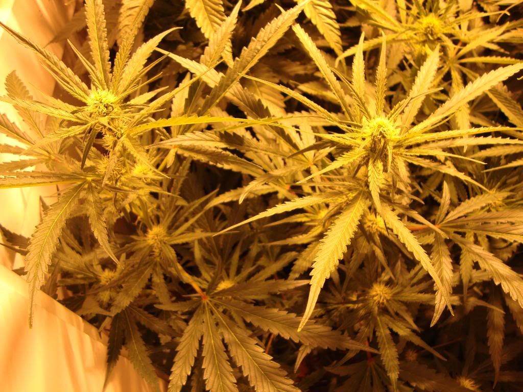 veg012.jpg