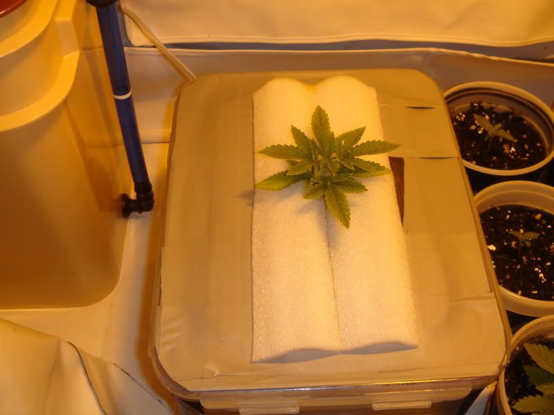 dro001.jpg